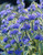 Caryopteris Summer Sorbet