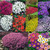 Perennial Ground Cover Collection