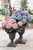 Hydrangea Bavaria