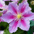 Clematis Piilu