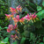 Honeysuckle Belgica 