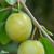 Plum  'Imperial Gage'
