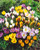 Crocus Winter Flowering Mix