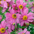 Coreopsis Limerock Passion