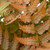 Dryopteris erythrosora