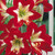 Amaryllis Naughty Girl 26cm+