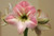 Amaryllis Apple Blossom 26cm+