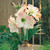 Amaryllis Apple Blossom 26cm+
