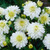 Dahlia Gallery 'Art Fair'