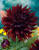 Dahlia Kenora Macob