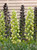 Fritillaria Persica Ivory Bells 18cm+