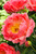 Paeonia lactiflora 'Coral Sunset'