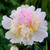 Peony lactiflora Top Brass
