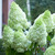 Hydrangea Magical Moonlight 9cm