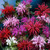 Monarda Mix