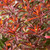 Euphorbia epithymoides ‘Bonfire’