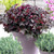 Heuchera Palace Purple (Powerliner)