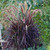 Pennisetum setaceum Rubrum (7cm Modules)