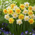 Daffodil Tahiti 14cm+