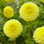 Dahlia 'Golden Torch'