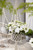 Hydrangea Runaway Bride (13cm Pot)