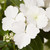 Hydrangea Runaway Bride (13cm Pot)