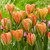 Tulip 'Orange Marmalade'