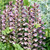 Acanthus hungaricus