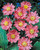 Anemone hupehensis 'Pamina'