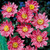 Anemone hupehensis 'Pamina'