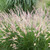 Pennisetum Alopecuroides Little Bunny