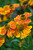 Helenium Waltraut