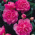 Camellia Collection