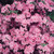 Azalea Japonica Collection