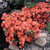Azalea Japonica Collection