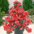 Azalea Japonica Collection