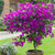 Bougainvillea Collection