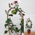Bougainvillea Collection