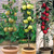 Miniature Patio Fruit Trees Collection