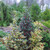 Ornamental Ilex Collection