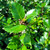 Ornamental Ilex Collection