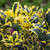 Ornamental Ilex Collection