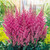 Astilbe -Dark Leaf Collection