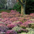 Erica and Calluna Heather Collection