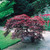 Acer Cut Leaf Collection