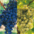 Grape Vine Super Hardy Collection