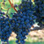 Grape Vine Super Hardy Collection