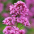 Centranthus Collection