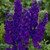 Pacific Hybrid Delphiniums