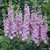 Pacific Hybrid Delphiniums